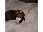 SOLD Female Boxer Puppy