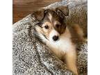 Shetland Sheepdog Puppy for sale in Crescent, PA, USA