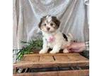 Havanese Puppy for sale in Tucson, AZ, USA