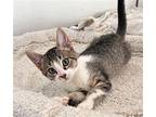 Sprinkles Domestic Shorthair Young Female