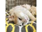 Tater Tot Domestic Longhair Adult Male