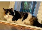 Mosaic Domestic Longhair Adult Female