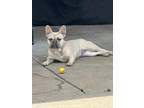 Pebbles French Bulldog Adult Female