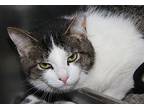 Rory (Spayed) Domestic Shorthair Young Female