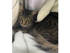 Fuzz Tail Domestic Shorthair Adult Male