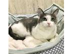 Lucy Lou Domestic Shorthair Adult Female