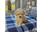 Mutt Puppy for sale in Grabill, IN, USA