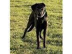 GAZ Labrador Retriever Young Female