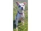 Lola - IN FOSTER Mixed Breed (Medium) Adult Female