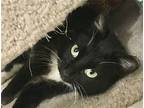 Spunky Domestic Shorthair Young Female