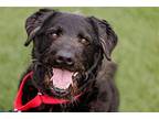 Zukie Mixed Breed (Large) Adult Male