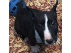 Boston Terrier Puppy for sale in Van Nuys, CA, USA