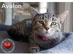 Avalon Domestic Shorthair Kitten Female