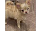 Chihuahua Puppy for sale in Conroe, TX, USA