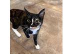 Juliet Domestic Shorthair Young Female