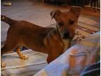 Tawny Black Mouth Cur Puppy Female