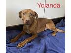 Yolanda Hound (Unknown Type) Puppy Female