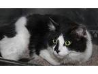 Lorelei (Spayed) Domestic Shorthair Young Female