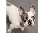 Mowgli French Bulldog Adult Male