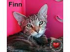 Finn Domestic Shorthair Kitten Male