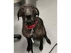 Rusty Plott Hound Adult Male