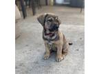 Honey Shepherd (Unknown Type) Puppy Female