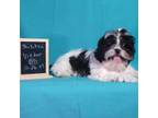 Shih Tzu Puppy for sale in Atwood, IL, USA