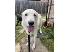 Rickon Great Pyrenees Adult Male