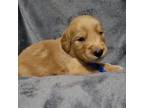 Golden Retriever Puppy for sale in Hewitt, TX, USA