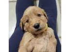 Golden Retriever Puppy for sale in Hewitt, TX, USA