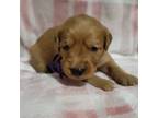 Golden Retriever Puppy for sale in Hewitt, TX, USA