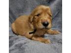 Golden Retriever Puppy for sale in Hewitt, TX, USA