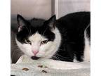 Sammy, Domestic Shorthair For Adoption In Mount Holly, New Jersey