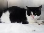 Buddy, Domestic Shorthair For Adoption In Mount Holly, New Jersey