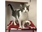 Duchess Of The Top Shelf, Domestic Shorthair For Adoption In Indianapolis