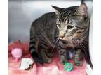 Eva, Domestic Shorthair For Adoption In Mount Holly, New Jersey