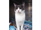 Pluto, Domestic Shorthair For Adoption In Mount Holly, New Jersey