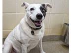 Scarlette Aka Sadie, Terrier (unknown Type, Small) For Adoption In Virginia
