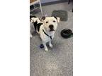 Buddy, American Pit Bull Terrier For Adoption In Indianapolis, Indiana
