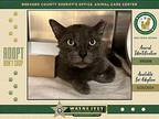 Peep, Domestic Shorthair For Adoption In Melbourne, Florida