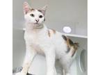 Yogurt, Domestic Shorthair For Adoption In Berkeley, California