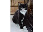 Mileena, Domestic Shorthair For Adoption In Smithers, British Columbia