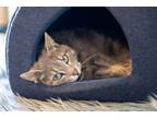 Lily-stratford, Domestic Shorthair For Adoption In Stratford, Ontario