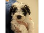 Schnauzer (Miniature) Puppy for sale in Hurlock, MD, USA