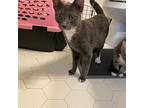 Wolverine, Domestic Mediumhair For Adoption In Toms River, New Jersey