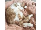 Biscuit, Domestic Shorthair For Adoption In Cary, North Carolina