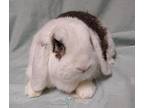 Lenny, Mini Lop For Adoption In Westford, Massachusetts