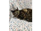 Turtle, Domestic Shorthair For Adoption In Raleigh, North Carolina