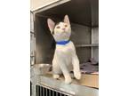 King Ghidorah, Domestic Shorthair For Adoption In Chicago, Illinois