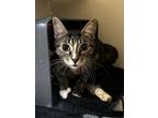 Firefly, Domestic Shorthair For Adoption In Chicago, Illinois